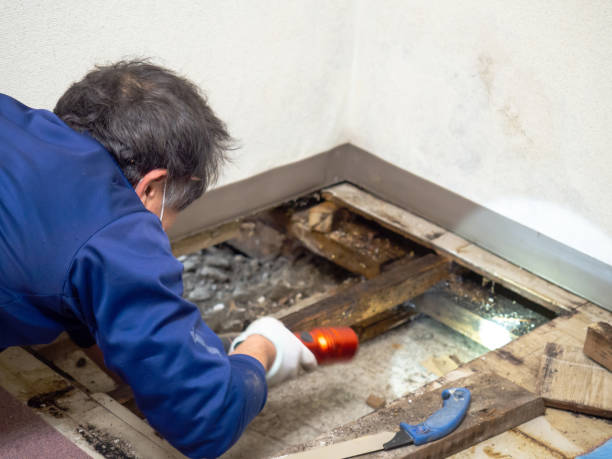 Best Commercial Mold Remediation in Gardendale, TX