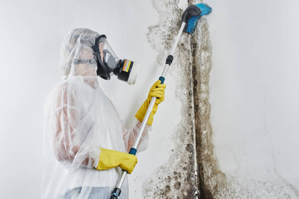 Best Mold Testing and Inspection Services in Gardendale, TX