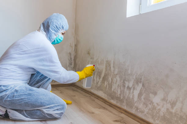 Best HVAC Mold Remediation in Gardendale, TX