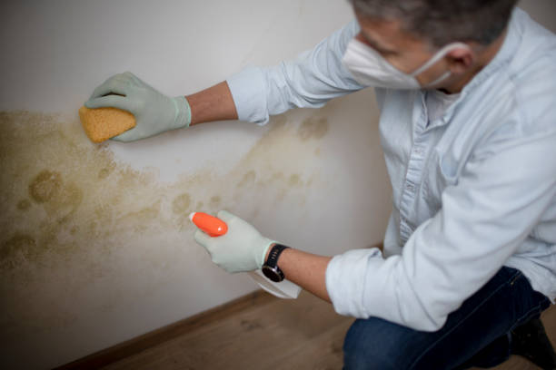 Best Localized Mold Remediation (e.g., coastal areas, humid climates) in Gardendale, TX