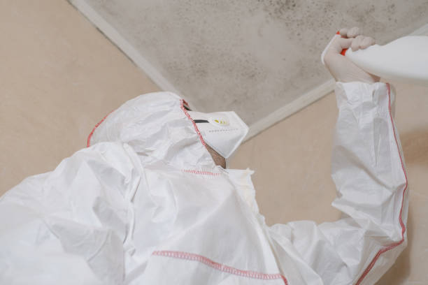 Best Basement Mold Remediation in Gardendale, TX